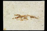 Bargain, Cretaceous Fossil Fish - Lebanon #111685-1